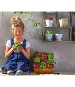 Hauswurz, 6er Schale 12 Hauswurz, 6er Schale -Pflanzen Promotion Geschäft 8086498 8013112 WE MO 004 HauswurzDachwurzSempervivumMixT9