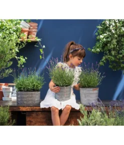 Duftlavendel, 6er-Schale -Pflanzen Promotion Geschäft 8092108 WE MO 03 LavendelT13 GC14 2020 02