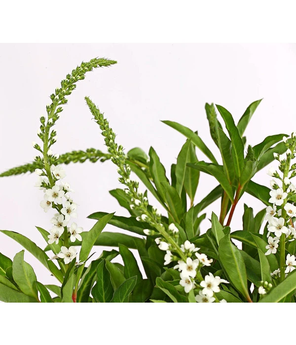 Felberich 'Autumn Snow' 2 Felberich 'Autumn Snow' – Bild 2