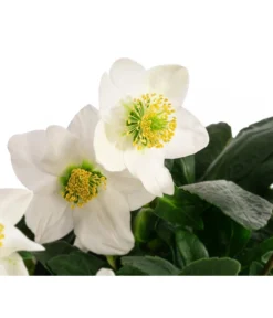 Christrose -Pflanzen Promotion Geschäft 8095267 WE DE 002 Christrose