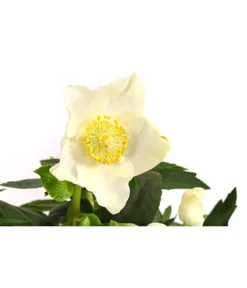 Christrose 'HGC® Jesko' -Pflanzen Promotion Geschäft 8095507 WE DE 001 ChristroseHelleborusJeskoT13