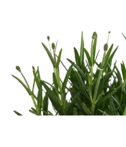 Lavendel 'Royal Blue' -Pflanzen Promotion Geschäft 8097545 WE DE 001 LavendelRoyalBlue1L