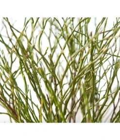 Heidelbeere-Bund, Ca. 40-50 Cm 11 Heidelbeere-Bund, Ca. 40-50 Cm -Pflanzen Promotion Geschäft 8148991 BildD 001 HeidelbeereBundHeidelbeereHandbund