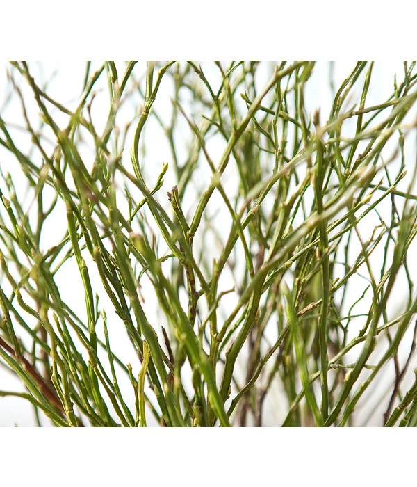 Heidelbeere-Bund, Ca. 40-50 Cm 6 Heidelbeere-Bund, Ca. 40-50 Cm – Bild 6