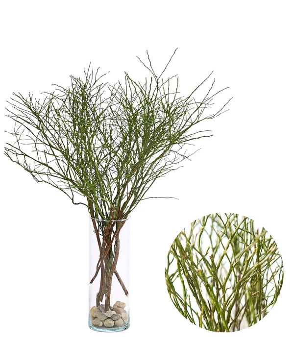 Heidelbeere-Bund, Ca. 40-50 Cm 1 Heidelbeere-Bund, Ca. 40-50 Cm