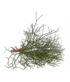 Heidelbeere-Bund, Ca. 40-50 Cm 8 Heidelbeere-Bund, Ca. 40-50 Cm -Pflanzen Promotion Geschäft 8148991 WE FS 002 HeidelbeereBundDehnerExpressHerzig