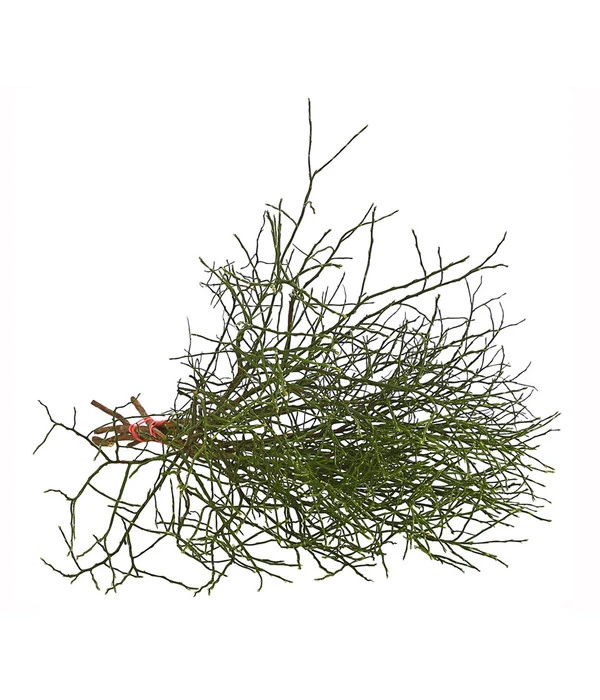 Heidelbeere-Bund, Ca. 40-50 Cm 3 Heidelbeere-Bund, Ca. 40-50 Cm – Bild 3