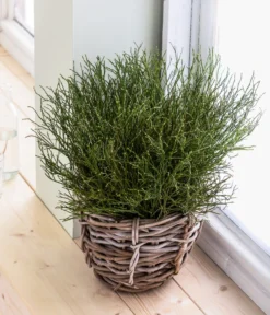 Heidelbeere-Bund, Ca. 40-50 Cm 9 Heidelbeere-Bund, Ca. 40-50 Cm -Pflanzen Promotion Geschäft 8148991 WE MO 001 HeidelbeereHandbund