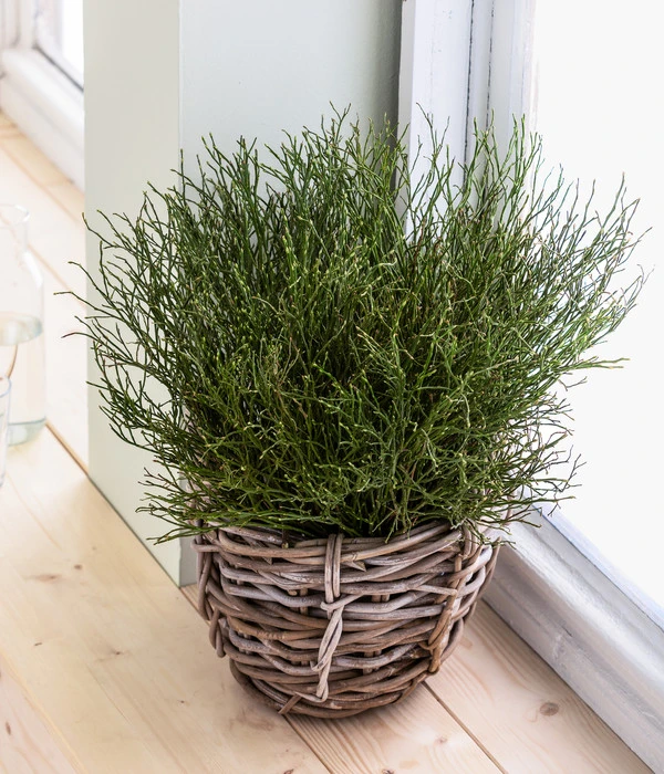 Heidelbeere-Bund, Ca. 40-50 Cm 4 Heidelbeere-Bund, Ca. 40-50 Cm – Bild 4