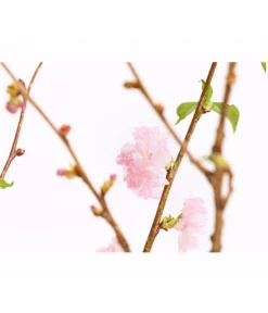 Japanische Kirschzweige, Ca. 80-100 Cm 7 Japanische Kirschzweige, Ca. 80-100 Cm -Pflanzen Promotion Geschäft 8149015 WE DE 001 JapanischeKirscheBundDehnerExpressHerzig