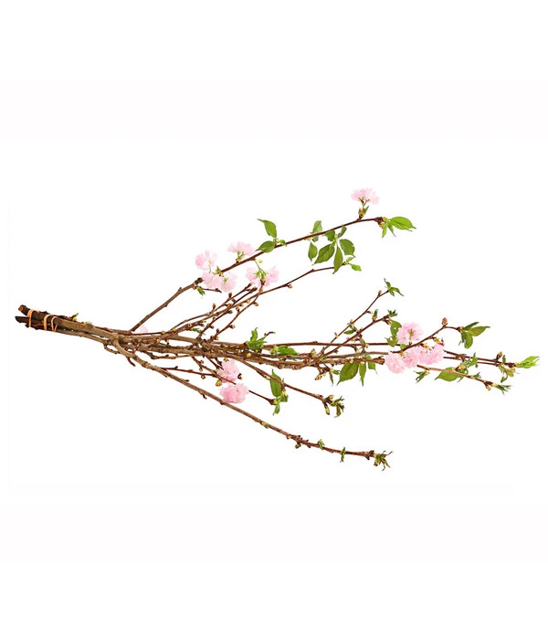 Japanische Kirschzweige, Ca. 80-100 Cm 2 Japanische Kirschzweige, Ca. 80-100 Cm – Bild 2