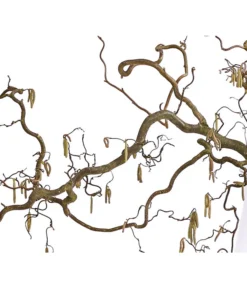 Korkenzieher-Hasel 'Contorta' -Pflanzen Promotion Geschäft 8149080 WE DE 001 KorkenzieherhaselBio100 120cmDehnerExpressHerzig