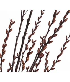 Sumpfkätzchen-Bund, Ca. 80-100 Cm 7 Sumpfkätzchen-Bund, Ca. 80-100 Cm -Pflanzen Promotion Geschäft 8149254 PR DE 001 SumpfkaetzchenBundNaturDehnerExpressHerzig