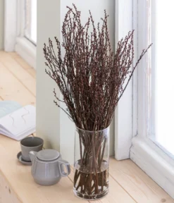 Sumpfkätzchen-Bund, Ca. 80-100 Cm 6 Sumpfkätzchen-Bund, Ca. 80-100 Cm -Pflanzen Promotion Geschäft 8149254 WE MO 001 SumpfkaetzchenHandbund