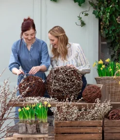 Narzissen 'Tête à Tête' In Birkentopf, Ca. Ø11 Cm -Pflanzen Promotion Geschäft 8150476 WE MO 001 WeidenkaetzchenBundWeidenkugel