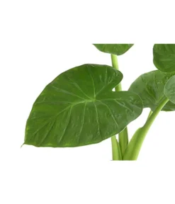 Pfeilblatt - Alocasia Cucullata -Pflanzen Promotion Geschäft 8201279 PR DE 001 AlocasiaCulcullataT19DehnerExpressHerzig