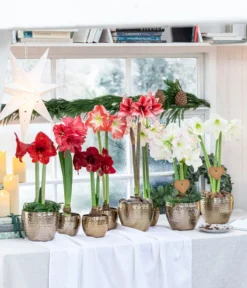 Gefüllte Amaryllis - Hippeastrum, Verschiedene Farben -Pflanzen Promotion Geschäft 8201600 WE MO 001 AmaryllisHippeastrum