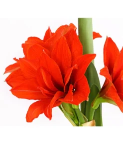 Gefüllte Amaryllis - Hippeastrum, Verschiedene Farben -Pflanzen Promotion Geschäft 8201600 we DE 010 AmaryllisHippeastrumMultifloraRittersternT17DehnerExpressHerzig