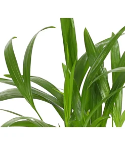 Goldfruchtpalme - Dypsis Lutescens -Pflanzen Promotion Geschäft 8203572 WE DE 001 GoldfruchtpalmeChrysalidocarpusArecaT9DehnerExpressHerzig