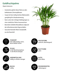 Goldfruchtpalme - Dypsis Lutescens -Pflanzen Promotion Geschäft 8203580 WE IG 001 GoldfruchtpalmeDypsisLutesens