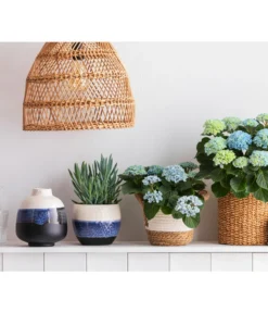 Greiskraut - Senecio Talinoides 'Aquarine Mount Everest®' -Pflanzen Promotion Geschäft 8203994 668948 6689855 WE MO 001 HortensieMagicalTopfMaritim