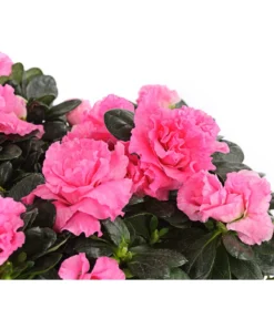 Zimmerazalee - Rhododendron Simsii, Stämmchen -Pflanzen Promotion Geschäft 8205171 WE DE 001 AzaleeAzaleaStammT13DehnerExpressHerzig