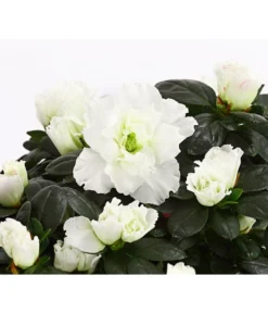 Zimmerazalee - Rhododendron Simsii, Stämmchen -Pflanzen Promotion Geschäft 8205171 WE DE 003 AzaleeAzaleaStammT13DehnerExpressHerzig