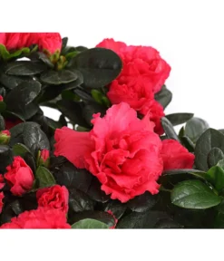 Zimmerazalee - Rhododendron Simsii, Stämmchen -Pflanzen Promotion Geschäft 8205171 WE DE 004 AzaleeAzaleaStammT13DehnerExpressHerzig