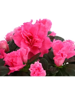 Zimmerazalee - Rhododendron Simsii, Stämmchen -Pflanzen Promotion Geschäft 8205171 WE DE 005 AzaleeAzaleaStammT13DehnerExpressHerzig