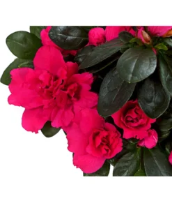 Zimmerazalee - Rhododendron Simsii, Stämmchen -Pflanzen Promotion Geschäft 8205171 WE DE 02 AzaleeAzaleaStammT13DehnerExpressHerzig