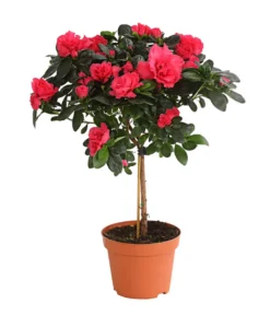 Zimmerazalee - Rhododendron Simsii, Stämmchen -Pflanzen Promotion Geschäft 8205171 WE FS 004 AzaleeAzaleaStammT13DehnerExpressHerzig