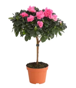 Zimmerazalee - Rhododendron Simsii, Stämmchen -Pflanzen Promotion Geschäft 8205171 WE FS 005 AzaleeAzaleaStammT13DehnerExpressHerzig