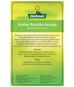 Zimmerazalee - Rhododendron Simsii 'Rosalea' -Pflanzen Promotion Geschäft 8206021 AzaleeRosaleaOrangeEtikett2