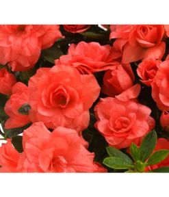 Zimmerazalee - Rhododendron Simsii 'Rosalea' -Pflanzen Promotion Geschäft 8206021 PR DE 001 AzaleeAzaleaRosaleaOrangeDehnerExpressHerzig