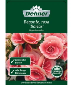 Elatior-Begonie - Begonia Elatior 'Borias®' 8 Elatior-Begonie - Begonia Elatior 'Borias®' -Pflanzen Promotion Geschäft 8208209 BegonieBoriasrosa Etikett 1