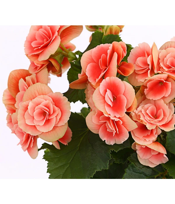 Elatior-Begonie - Begonia Elatior 'Borias®' 2 Elatior-Begonie - Begonia Elatior 'Borias®' – Bild 2