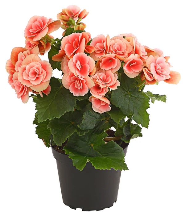 Elatior-Begonie - Begonia Elatior 'Borias®' 1 Elatior-Begonie - Begonia Elatior 'Borias®'