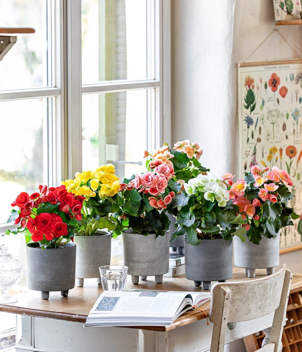 Elatior-Begonie - Begonia Elatior 2 Elatior-Begonie - Begonia Elatior – Bild 2