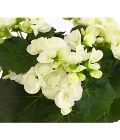 Elatior-Begonie - Begonia Elatior 7 Elatior-Begonie - Begonia Elatior -Pflanzen Promotion Geschäft 8208399 PR DE 001 BegonieElatiorBegoniaWeissT13DehnerExpressHerzig
