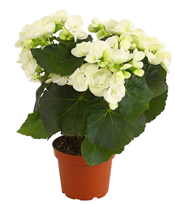 Elatior-Begonie - Begonia Elatior 1 Elatior-Begonie - Begonia Elatior
