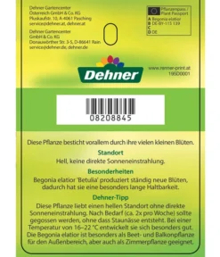 Freiland-Begonie 'Betulia' -Pflanzen Promotion Geschäft 8208845 GartenbegonieBetulia Etikett 02