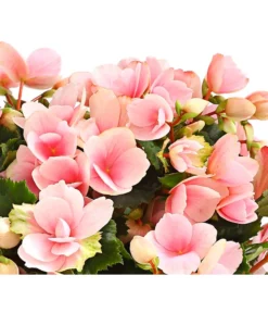 Freiland-Begonie 'Betulia' -Pflanzen Promotion Geschäft 8208845 WE DE 001 BetuliaGardenHerzig