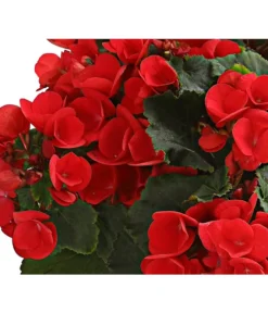 Freiland-Begonie 'Betulia' -Pflanzen Promotion Geschäft 8208845 WE DE 002 BetuliaGardenHerzig