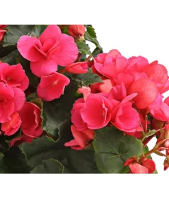 Freiland-Begonie 'Betulia' -Pflanzen Promotion Geschäft 8208845 WE DE 003 BetuliaGardenHerzig