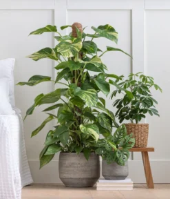 Strahlenaralie - Schefflera Arboricola 'Nora' 6 Strahlenaralie - Schefflera Arboricola 'Nora' -Pflanzen Promotion Geschäft 8209355 WE MO 001 StrahlenaralieNora