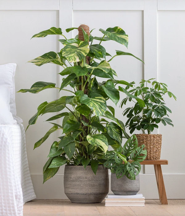 Strahlenaralie - Schefflera Arboricola 'Nora' 3 Strahlenaralie - Schefflera Arboricola 'Nora' – Bild 3