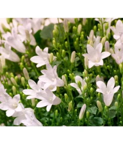Glockenblume - Campanula Portenschlagiana 'Get Mee®' -Pflanzen Promotion Geschäft 8211450 WE DE 001 GlockenblumeCampanulaWeissT10Euroflora