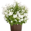 Glockenblume - Campanula Portenschlagiana 'Get Mee®'