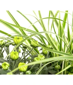 Herbst-Chrysantheme Mit Gras Im Blumenkasten, Verschiedene Farben -Pflanzen Promotion Geschäft 8213217 PR DE 001 ChrysanthemeMulitfloraMitGrasKastenDehnerExpressHerzig