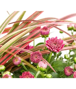 Herbst-Chrysantheme Mit Gras Im Blumenkasten, Verschiedene Farben -Pflanzen Promotion Geschäft 8213217 PR DE 003 ChrysanthemeMulitfloraMitGrasKastenDehnerExpressHerzig